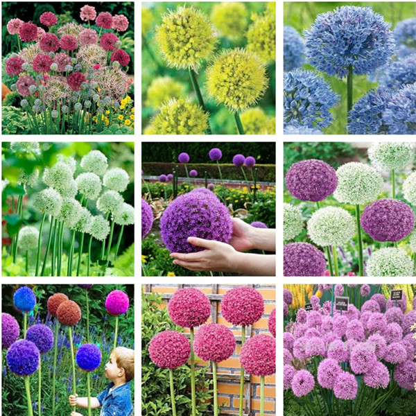 Garden Decorations 100pcs Allium Flower Seeds Bonsai Plants Natural Growth Variety of Colors Decorative Landscaping The Budding Rate 95% All
Garden Decorations 100pcs Allium Flower Seeds Bonsai Plants Natural Growth Variety of Colors Decorative Landscaping The Budding Rate 95% All