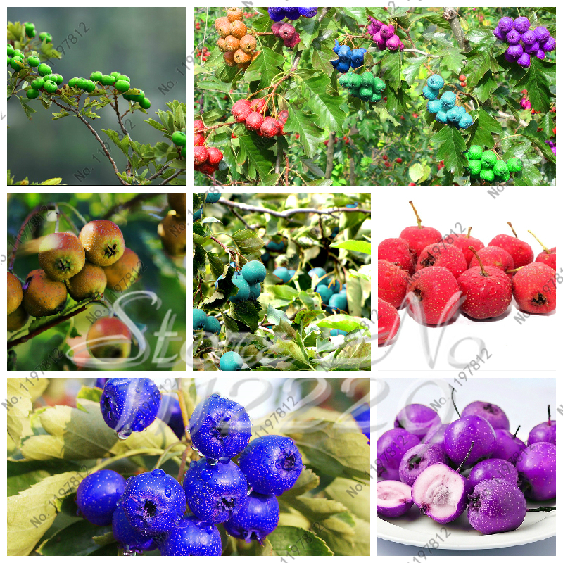 New! 20pcs seeds Multi-Color Hawthorn Crataegus Laevigata Fruit Bonsai Edible Plant Planting Home Garden Tree Decoration Outdoor Purify The Air Absorb Harmful Gases
New! 20pcs seeds Multi-Color Hawthorn Crataegus Laevigata Fruit Bonsai Edible Plant Planting Home Garden Tree Decoration Outdoor Purify The Air Absorb Harmful Gases