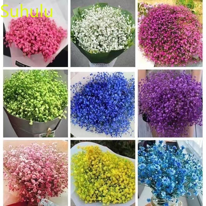 100pcs Gypsophila Paniculata Seeds Garden Indoor Flowers Balcony & Courtyard Bonsai Plant High Quality Beautifying And Air Purification
100pcs Gypsophila Paniculata Seeds Garden Indoor Flowers Balcony & Courtyard Bonsai Plant High Quality Beautifying And Air Purification