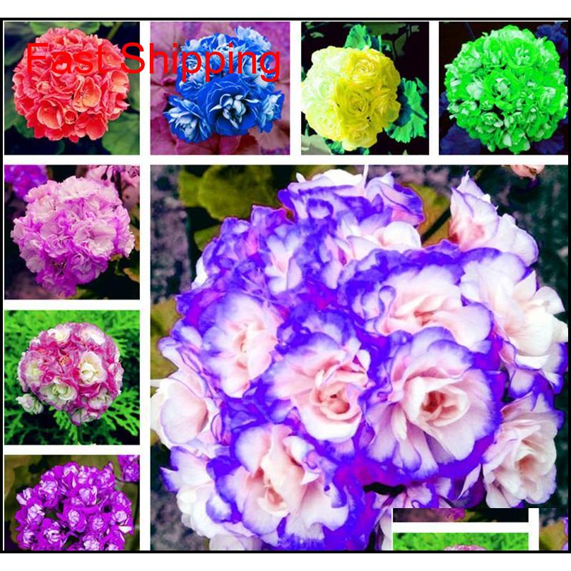 Hot 100 Pcs/bag Multiple Colour Geranium Seeds Perennial Climbing Flower Pelargonium Indoor Beaut qylvuL hairclippersshop
Hot 100 Pcs/bag Multiple Colour Geranium Seeds Perennial Climbing Flower Pelargonium Indoor Beaut qylvuL hairclippersshop