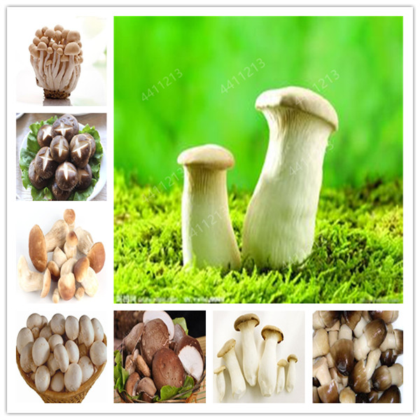 100pcs seeds /bag Mushroom bonsai Plant Amazing Edible Health Vegetables For Happy Farm Planting Fast Growing Planting Season Purify The Air Absorb Harmful Gases
100pcs seeds /bag Mushroom bonsai Plant Amazing Edible Health Vegetables For Happy Farm Planting Fast Growing Planting Season Purify The Air Absorb Harmful Gases