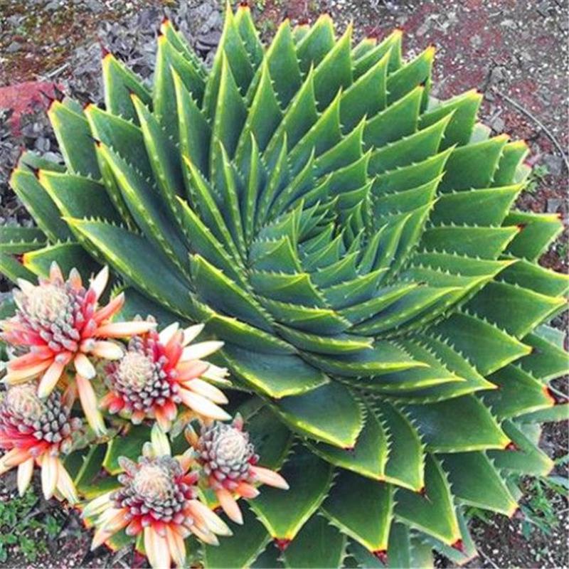200 Pcs Green Aloe Vera Plants Edible Beauty Cosmetic Vegetable And Fruit Bonsai Herb Tree For Home Garden Natural Growth Variety of Colors Decorative Landscaping
200 Pcs Green Aloe Vera Plants Edible Beauty Cosmetic Vegetable And Fruit Bonsai Herb Tree For Home Garden Natural Growth Variety of Colors Decorative Landscaping
