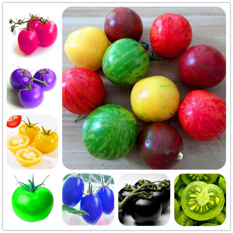 1000 pcs seeds / bag Rainbow Tomato Bonsai Outdoor Succulent Home Garden Fruit Vegetable Potted Ornamental Plant for Flower Pot Planter Fast Growing Planting Season
1000 pcs seeds / bag Rainbow Tomato Bonsai Outdoor Succulent Home Garden Fruit Vegetable Potted Ornamental Plant for Flower Pot Planter Fast Growing Planting Season