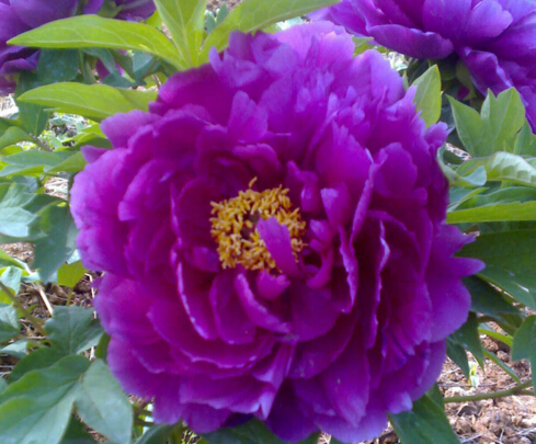 10pcs Peony Flower Seeds Bonsai Plants The Garden Fast Growing Planting Season The Germination Rate 95% Beautifying And Air Purification All for a summer residence
10pcs Peony Flower Seeds Bonsai Plants The Garden Fast Growing Planting Season The Germination Rate 95% Beautifying And Air Purification All for a summer residence