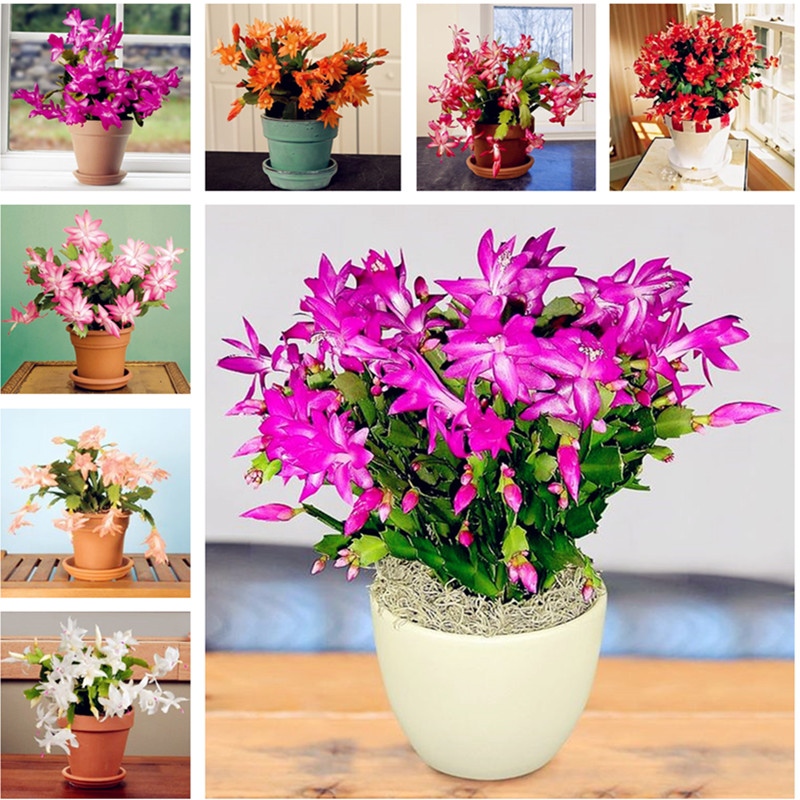 100pcs Rare Cactus Flower Plants Japanese Epiphyllum Succulent Seeds Indoor Bonsai Pot Plants Natural Growth Variety of Colors Purify The Air Absorb Harmful Gases
100pcs Rare Cactus Flower Plants Japanese Epiphyllum Succulent Seeds Indoor Bonsai Pot Plants Natural Growth Variety of Colors Purify The Air Absorb Harmful Gases