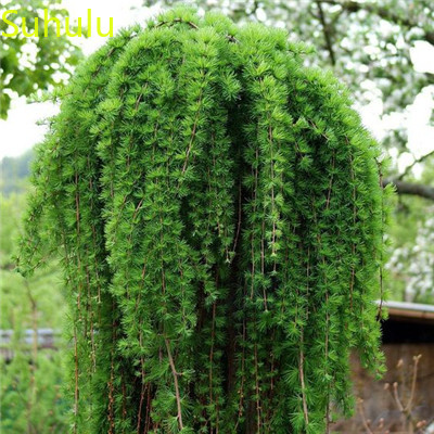 New Variety 30pcs Spruce Seeds Picea Tree Seeds Garden Indoor Flowers Balcony & Courtyard Purifying Air Bonsai Plant Purify The Air Absorb H
New Variety 30pcs Spruce Seeds Picea Tree Seeds Garden Indoor Flowers Balcony & Courtyard Purifying Air Bonsai Plant Purify The Air Absorb H