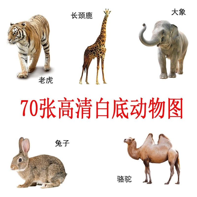 Animal preschool flash children's cognitive autism picture literacy noun ABA training card early education
Animal preschool flash children's cognitive autism picture literacy noun ABA training card early education