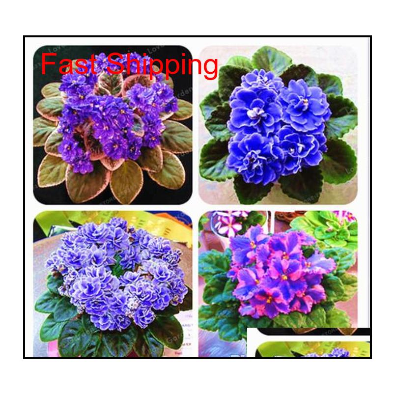 100 Pcs/bag African Violet Seeds Saintpaulia Ionantha Beautiful Plant Bonsai Beautiful Flower qylXad dh_seller2010
100 Pcs/bag African Violet Seeds Saintpaulia Ionantha Beautiful Plant Bonsai Beautiful Flower qylXad dh_seller2010