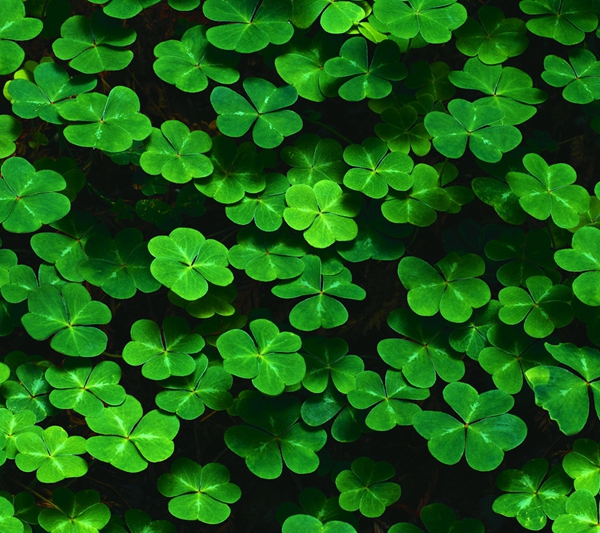New Arrival 100 Pcs seeds / Bag Bonsai Four Leaf Clover Trifolium Repens Mixed Dutch Clover Bonsai Diy Home & Garden Potted Planting The Bud
New Arrival 100 Pcs seeds / Bag Bonsai Four Leaf Clover Trifolium Repens Mixed Dutch Clover Bonsai Diy Home & Garden Potted Planting The Bud