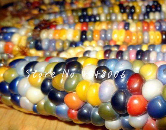 New Rainbow 20 pcs seeds Sweet White Corn Bonsai Colorful Grain Cereals Vegetables For Home Garden Easy To Grow Natural Growth Variety of Colors Aerobic Potted
New Rainbow 20 pcs seeds Sweet White Corn Bonsai Colorful Grain Cereals Vegetables For Home Garden Easy To Grow Natural Growth Variety of Colors Aerobic Potted