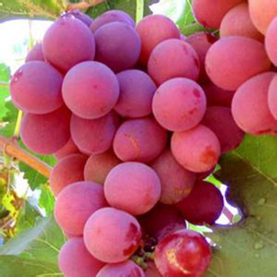 Garden Decorations 20pcs Grape Fruit Flower Seeds for Bonsai Plants The Germination Rate 95% Decorative Landscaping Organic Non-GMO Fast Gro
Garden Decorations 20pcs Grape Fruit Flower Seeds for Bonsai Plants The Germination Rate 95% Decorative Landscaping Organic Non-GMO Fast Gro