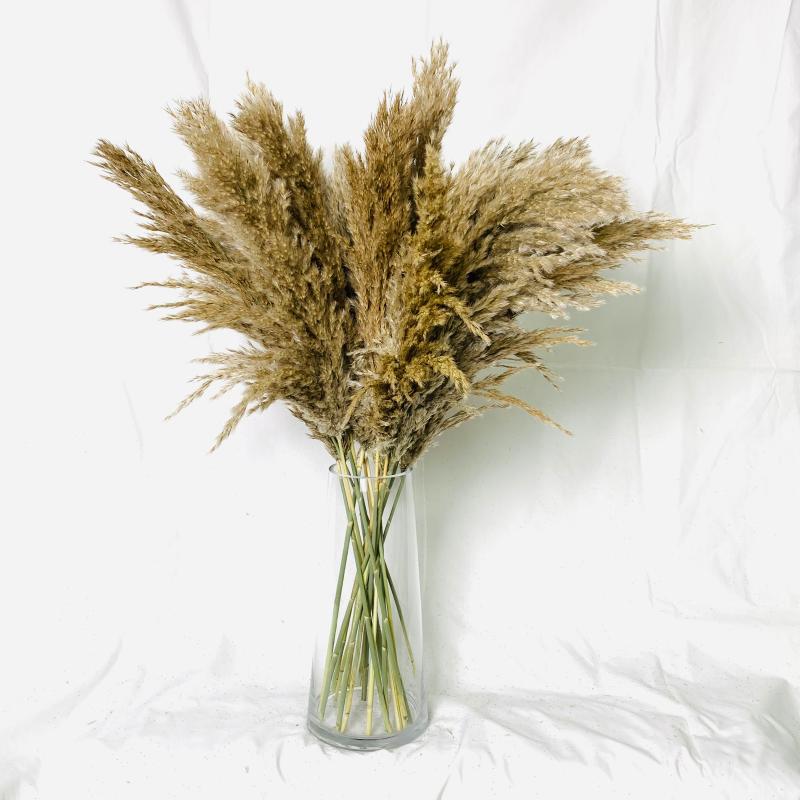 2021 new harvest, 20 stems Dried Pampas Grass Bouquet,Wedding Decor,Dried flowers,Christmas Home Decorative,Artificial Flowers, 10 stems light color
2021 new harvest, 20 stems Dried Pampas Grass Bouquet,Wedding Decor,Dried flowers,Christmas Home Decorative,Artificial Flowers, 10 stems light color