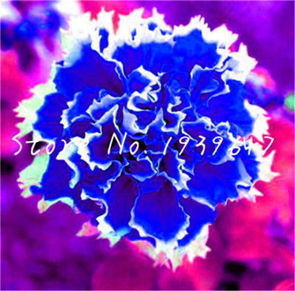 100 PCS seeds Double Petals Petunia Bonsai Flower Short Height Garden Indoor Or Ourdoor Home Garden Decoration Natural Growth Variety of Colors Aerobic Potted
100 PCS seeds Double Petals Petunia Bonsai Flower Short Height Garden Indoor Or Ourdoor Home Garden Decoration Natural Growth Variety of Colors Aerobic Potted