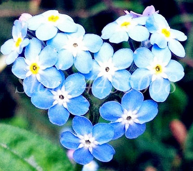 100Pcs seeds Bonsai Myosotis Sylvatica Flower Perennial Plant Outdoor Home Garden Blooming Flore Potted Do Not Forget Me Planting Season Absorb Harmful Gases
100Pcs seeds Bonsai Myosotis Sylvatica Flower Perennial Plant Outdoor Home Garden Blooming Flore Potted Do Not Forget Me Planting Season Absorb Harmful Gases