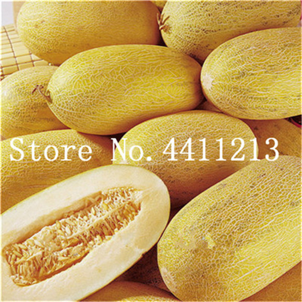 Fresh 20 Pcs seeds Cantaloupe Melon plants , delicious Vegetable and fruit plants green fresh Great for home garden Natural Growth Variety of Colors Fresh Showy
Fresh 20 Pcs seeds Cantaloupe Melon plants , delicious Vegetable and fruit plants green fresh Great for home garden Natural Growth Variety of Colors Fresh Showy