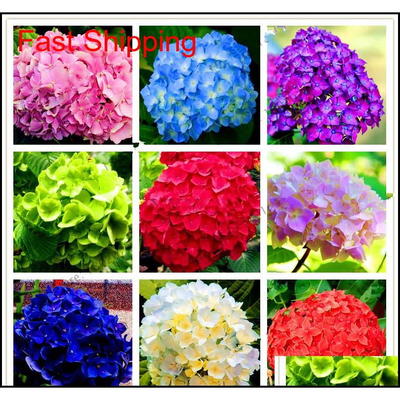 Free Shipping 20 Pcs/pack Rare Hydrangea Seeds Balcony Potted Flowers Hydrangea For Home& Garden Pla qylgHs toys2010
Free Shipping 20 Pcs/pack Rare Hydrangea Seeds Balcony Potted Flowers Hydrangea For Home& Garden Pla qylgHs toys2010