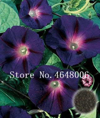50 Pcs seeds Hanging Petunia Bonsai Mixed Rare Bonsai Pot Charming Morning Glory Flower Plantas For Home Garden Decor Natural Growth Variety of Colors Aerobic Potted
50 Pcs seeds Hanging Petunia Bonsai Mixed Rare Bonsai Pot Charming Morning Glory Flower Plantas For Home Garden Decor Natural Growth Variety of Colors Aerobic Potted