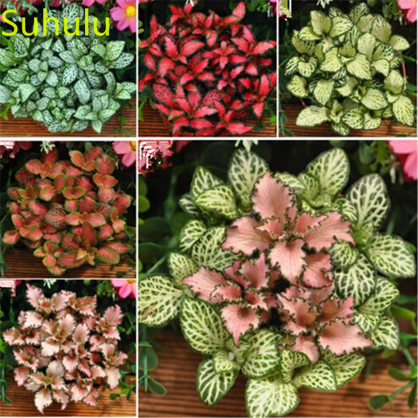 New Variety 500pcs Textured grass Fittonia verschaffeltii Seeds Garden Indoor Flowers Balcony & Courtyard Purifying Air Bonsai Plant The Bud
New Variety 500pcs Textured grass Fittonia verschaffeltii Seeds Garden Indoor Flowers Balcony & Courtyard Purifying Air Bonsai Plant The Bud