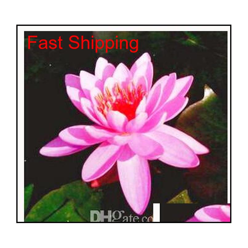 Promotion ! 10 Pcs Cheap Water Lily Seeds Colorful Bonsai Balcony Flower Bowl Lotus Perennial Aquatic Plant jllfqi yummy_shop
Promotion ! 10 Pcs Cheap Water Lily Seeds Colorful Bonsai Balcony Flower Bowl Lotus Perennial Aquatic Plant jllfqi yummy_shop