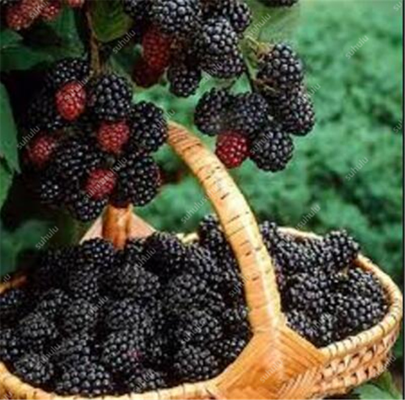 100 pcs Flower Raspberry seeds Garden Supplies Organic Non-GMO Fast Growing Variety of Colors Planting Season Purify The Air Absorb Harmful Gases Delicious Tasty
100 pcs Flower Raspberry seeds Garden Supplies Organic Non-GMO Fast Growing Variety of Colors Planting Season Purify The Air Absorb Harmful Gases Delicious Tasty