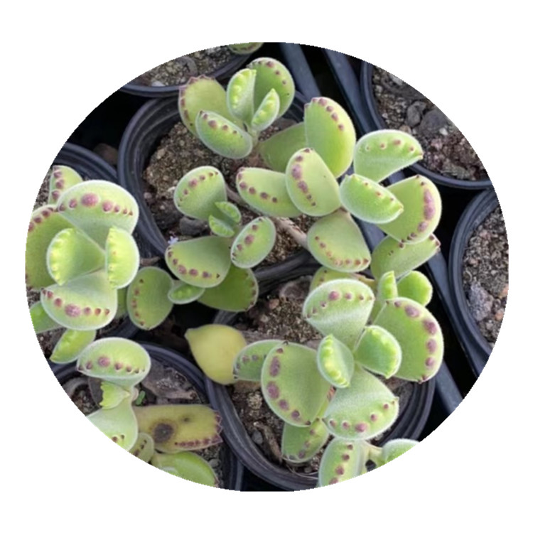 HH004,Cotyledon Tomentosa Harv , Rare Succulent Live Plant ,Ornamental plants,Wholesale Indoor ,Patio, Lawn,Cactus,Flower,Garden Decorations
HH004,Cotyledon Tomentosa Harv , Rare Succulent Live Plant ,Ornamental plants,Wholesale Indoor ,Patio, Lawn,Cactus,Flower,Garden Decorations