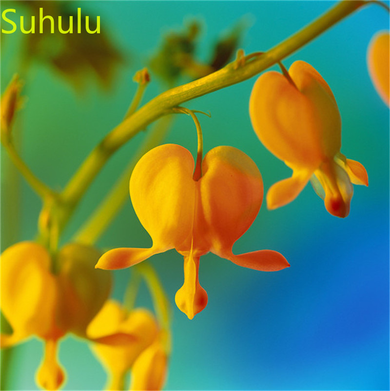 100PCS Bell Orchid Seeds Garden Flower Variety complete Flower Bonsai Plant High Quality Beautifying And Air Purification
100PCS Bell Orchid Seeds Garden Flower Variety complete Flower Bonsai Plant High Quality Beautifying And Air Purification