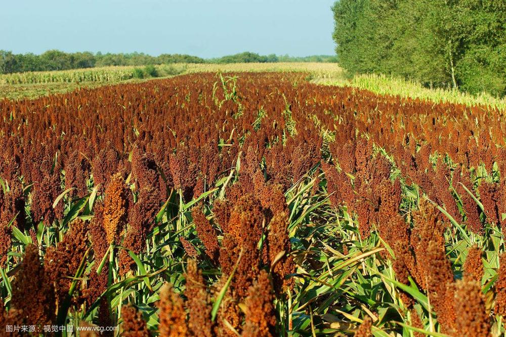 200pcs seeds Edible red sorghum Seed Chinese Plant high nutrition outdoor plant perennial cereals keep good bonsai The Germination Rate 95% Aerobic Potted Tasty
200pcs seeds Edible red sorghum Seed Chinese Plant high nutrition outdoor plant perennial cereals keep good bonsai The Germination Rate 95% Aerobic Potted Tasty
