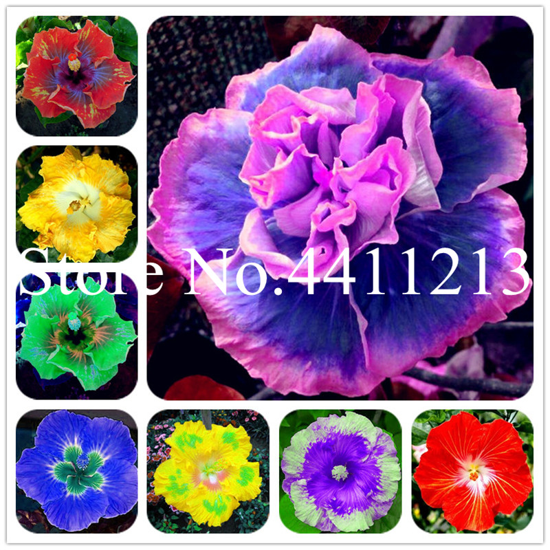 100pcs seeds /bag hibiscus bonsai,24 kind color ,Housing pot garden or backyard flower plant, flowers bonsai outdoor The Budding Rate 95% Aerobic Potted
100pcs seeds /bag hibiscus bonsai,24 kind color ,Housing pot garden or backyard flower plant, flowers bonsai outdoor The Budding Rate 95% Aerobic Potted