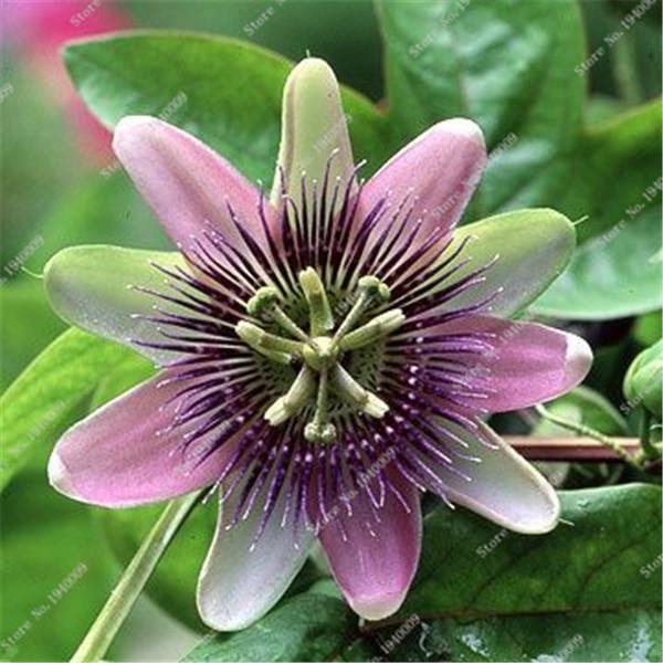 50 Pcs seeds Passion Fruit Bonsai (Passiflora Incarnata),Diy Potted Plant,Tropical Vine Colorful Flower Plant For Home & Garden Decorative Landscaping Aerobic Potted
50 Pcs seeds Passion Fruit Bonsai (Passiflora Incarnata),Diy Potted Plant,Tropical Vine Colorful Flower Plant For Home & Garden Decorative Landscaping Aerobic Potted