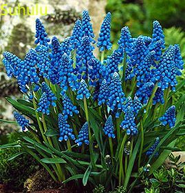 New Variety 100PCS Hyacinth Seeds Garden Indoor Flowers The Germination Rate 95% Balcony & Courtyard Purifying Air Bonsai Plant
New Variety 100PCS Hyacinth Seeds Garden Indoor Flowers The Germination Rate 95% Balcony & Courtyard Purifying Air Bonsai Plant
