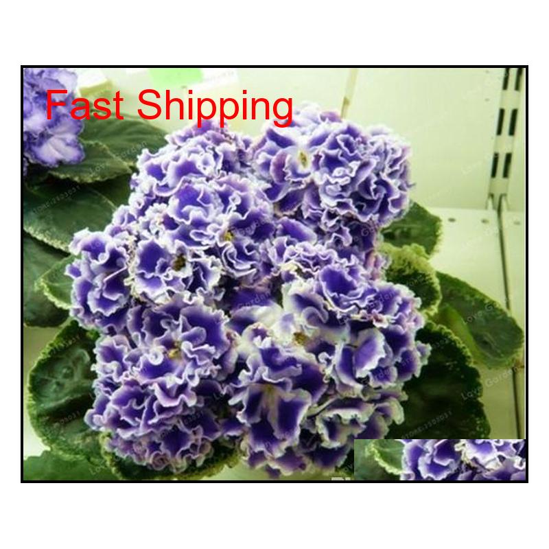 100 Pcs/bag African Violet Seeds Saintpaulia Ionantha Beautiful Plant Bonsai Beautiful Flower Diy Hom qylCid bdenet
100 Pcs/bag African Violet Seeds Saintpaulia Ionantha Beautiful Plant Bonsai Beautiful Flower Diy Hom qylCid bdenet