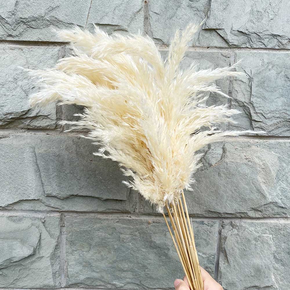 Artificia Pampas Grass White Dried Reed Fowers Bouquet For Home Room Christmas Decor Wedding Fowers Bunch, 10pcs white
Artificia Pampas Grass White Dried Reed Fowers Bouquet For Home Room Christmas Decor Wedding Fowers Bunch, 10pcs white