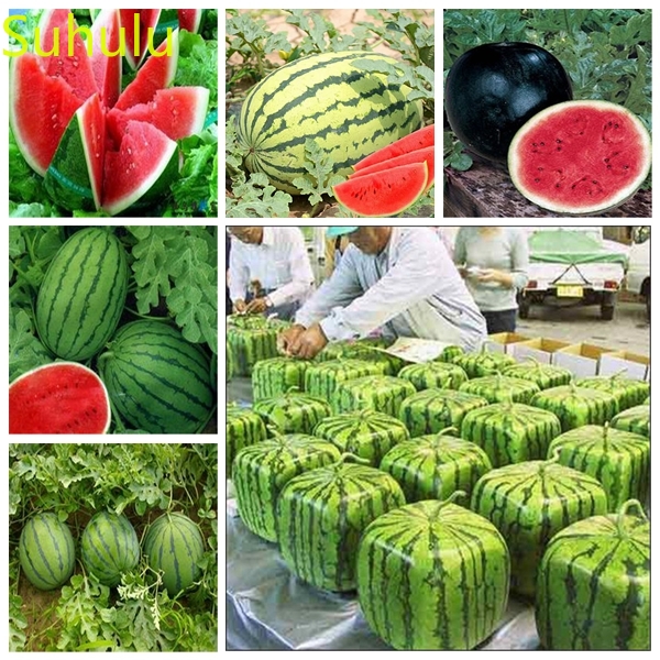 20pcs Watermelon Seeds Garden Flower Variety complete Flower Bonsai Plant High Quality Beautifying And Air Purification
20pcs Watermelon Seeds Garden Flower Variety complete Flower Bonsai Plant High Quality Beautifying And Air Purification