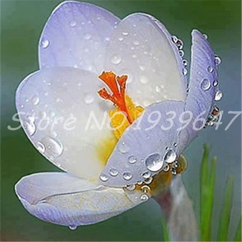 100 Pcs seeds Colorful Saffron Flower Bonsai Perennial Indoor Ornamental Pot Plant For Home Garden Flore Pot Decor Natural Growth Variety of Colors Aerobic Potted
100 Pcs seeds Colorful Saffron Flower Bonsai Perennial Indoor Ornamental Pot Plant For Home Garden Flore Pot Decor Natural Growth Variety of Colors Aerobic Potted