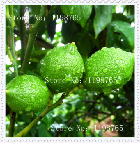 20 Pcs seeds Edible Fruit Meyer Lemon Bonsai, Exotic Citrus Tree Fresh Plants Vegetable Herb Plants Natural Growth Organic Non-GMO Delicious Tasty Aerobic Potted
20 Pcs seeds Edible Fruit Meyer Lemon Bonsai, Exotic Citrus Tree Fresh Plants Vegetable Herb Plants Natural Growth Organic Non-GMO Delicious Tasty Aerobic Potted