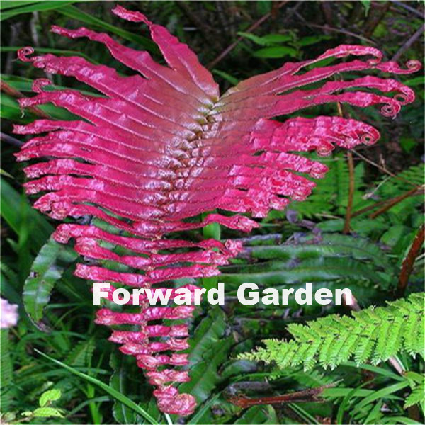 100 Pcs seeds Garden Supplies Japanese Creeper Boston Fern Bonsai,Climbing Vines Grass Foliage Ornamental Perennial Herb Plant Variety of Colors Aerobic Potted
100 Pcs seeds Garden Supplies Japanese Creeper Boston Fern Bonsai,Climbing Vines Grass Foliage Ornamental Perennial Herb Plant Variety of Colors Aerobic Potted