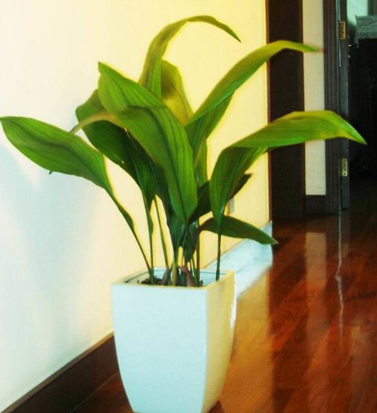 100pcs Hosta Plantain Lily Flower Seeds Bonsai All for a summer residence Rare Plants The Garden Purify The Air Absorb Harmful Gases Variety of Colors Natural Growth
100pcs Hosta Plantain Lily Flower Seeds Bonsai All for a summer residence Rare Plants The Garden Purify The Air Absorb Harmful Gases Variety of Colors Natural Growth