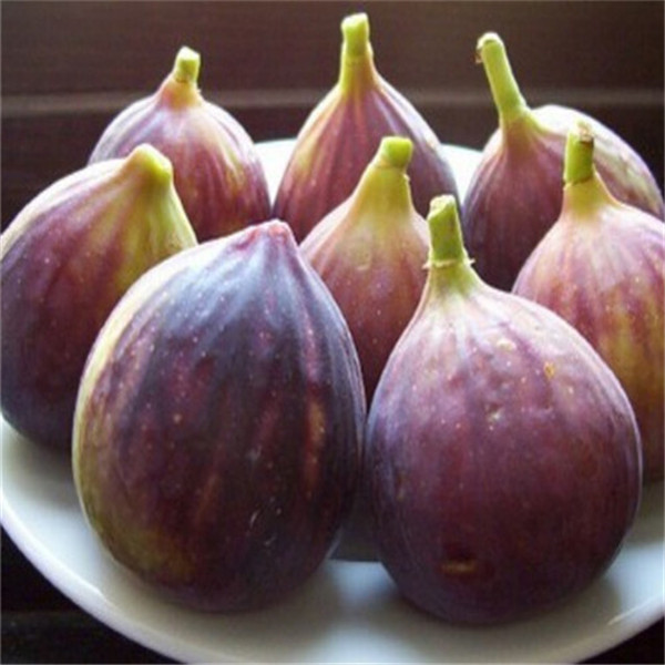 100pcs Fig Flower Fresh Seeds for Patio Lawn Garden The Budding Rate 95% Supplies Bonsai Plants Delicious Tasty Organic Non-GMO Purify The Air Absorb Harmful Gases
100pcs Fig Flower Fresh Seeds for Patio Lawn Garden The Budding Rate 95% Supplies Bonsai Plants Delicious Tasty Organic Non-GMO Purify The Air Absorb Harmful Gases