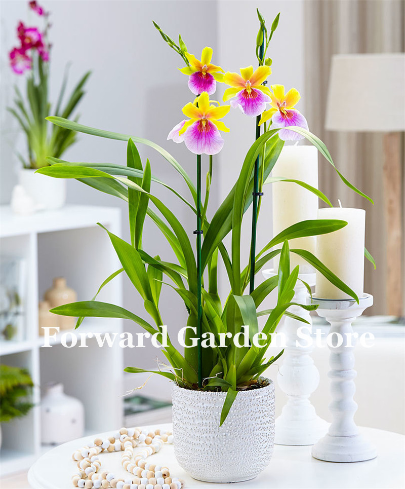 100 Pcs seeds Mini Pansy Orchid Bonsai, Phalaenopsis Orchid Indoor Miniature Garden Bonsai Flower Pot Home Garden Natural Growth Variety of Colors Aerobic Potted
100 Pcs seeds Mini Pansy Orchid Bonsai, Phalaenopsis Orchid Indoor Miniature Garden Bonsai Flower Pot Home Garden Natural Growth Variety of Colors Aerobic Potted