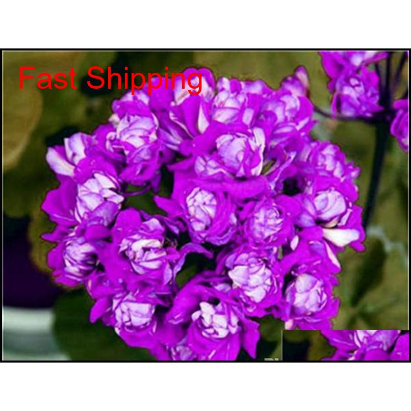 Hot 100 Pcs/bag Multiple Colour Geranium Seeds Perennial Climbing Flower Pelargonium Indoor Beauty Flowe qylZrD homes2011
Hot 100 Pcs/bag Multiple Colour Geranium Seeds Perennial Climbing Flower Pelargonium Indoor Beauty Flowe qylZrD homes2011