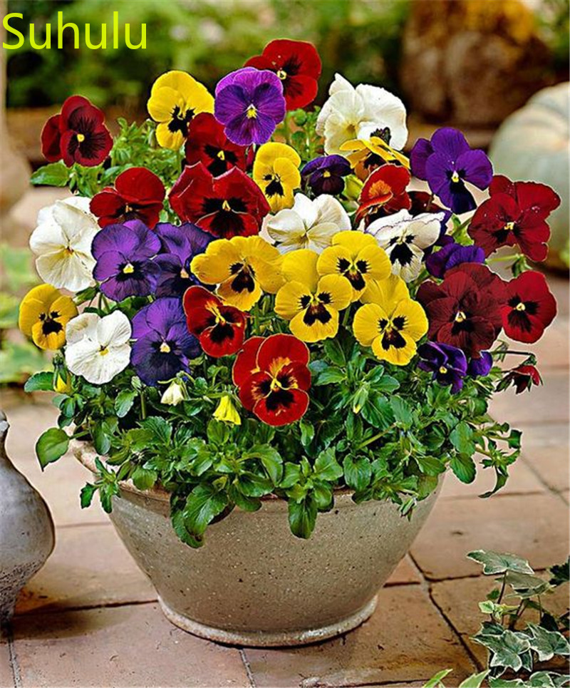 500pcs Pansy Seeds / Pack New Arrive Flower Bonsai Plant Fragrant and Pretty for Courtyard ,Patio, Lawn & Garden
500pcs Pansy Seeds / Pack New Arrive Flower Bonsai Plant Fragrant and Pretty for Courtyard ,Patio, Lawn & Garden