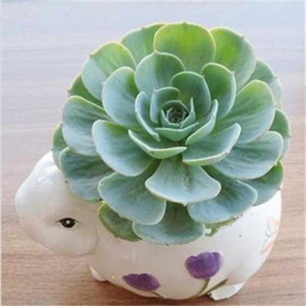 Garden Decorations 100pcs echeveria Flower Seeds Bonsai Rare Plant for Home Courtyard Planting The Budding Rate 95% Absorb Radiation
Garden Decorations 100pcs echeveria Flower Seeds Bonsai Rare Plant for Home Courtyard Planting The Budding Rate 95% Absorb Radiation