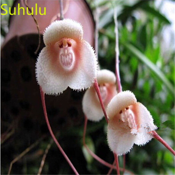 100pcs Monkey Face Orchid Seeds Garden Flower Variety complete Flower Bonsai Plant High Quality Beautifying And Air Purification
100pcs Monkey Face Orchid Seeds Garden Flower Variety complete Flower Bonsai Plant High Quality Beautifying And Air Purification