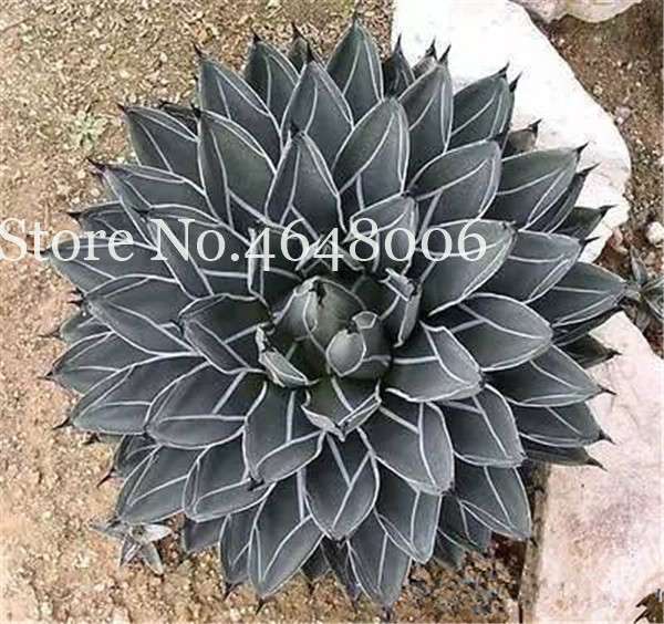 100 Pcs seeds Flower Agave Bonsai, Good Life Rare Succulent Perennial Flowering Agave Pot Plants For Home Garden Decoration Variety of Colors Aerobic Potted
100 Pcs seeds Flower Agave Bonsai, Good Life Rare Succulent Perennial Flowering Agave Pot Plants For Home Garden Decoration Variety of Colors Aerobic Potted