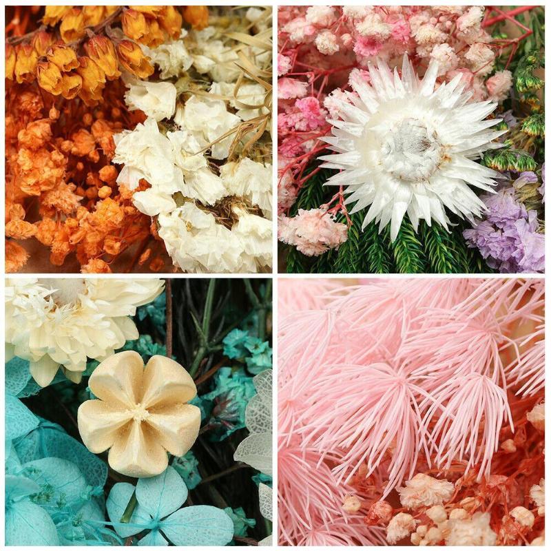 Embossed Mini Dried Flower DIY Scrapbook Flower Family Kit DIY Material Dried Wedding Embossed Candle Part Floral Na G4Z4
Embossed Mini Dried Flower DIY Scrapbook Flower Family Kit DIY Material Dried Wedding Embossed Candle Part Floral Na G4Z4