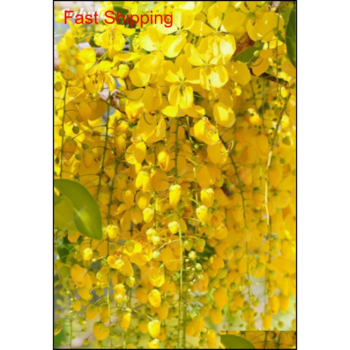 Golden Yellow Wisteria Seeds 20 Pcs Rare Purple Bonsai Wisteria Tree Indoor Outdoor Ornamental Plants Pere qylCuT new_dhbest
Golden Yellow Wisteria Seeds 20 Pcs Rare Purple Bonsai Wisteria Tree Indoor Outdoor Ornamental Plants Pere qylCuT new_dhbest