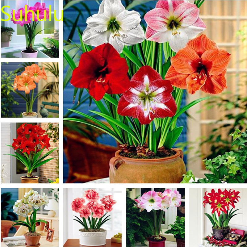 400pcs Amaryllis Seeds Garden Flower Variety complete Flower Bonsai Plant High Quality Beautifying And Air Purification
400pcs Amaryllis Seeds Garden Flower Variety complete Flower Bonsai Plant High Quality Beautifying And Air Purification