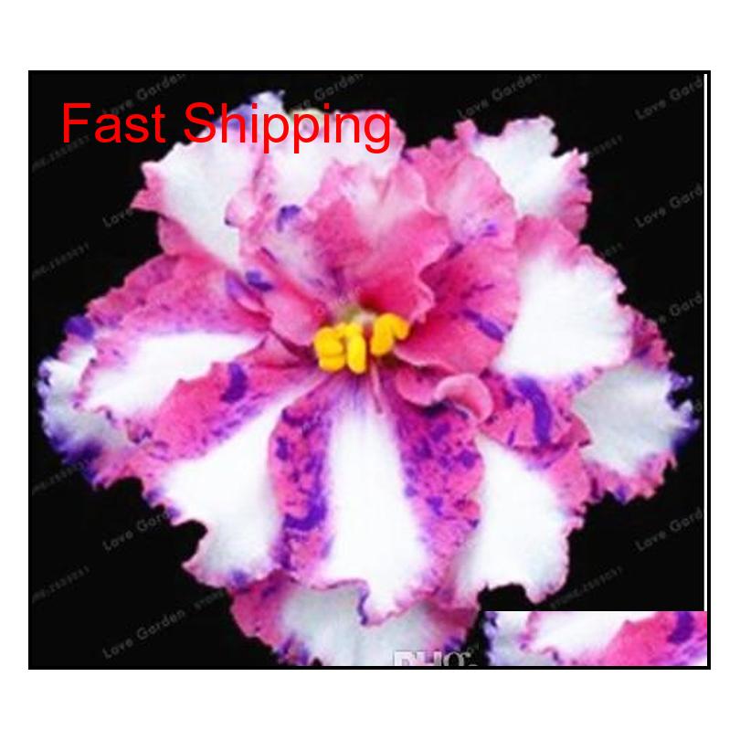100 Pcs/bag African Violet Seeds Saintpaulia Ionantha Beautiful Plant Bonsai Beautiful Flower Diy H qylMWr toys2010
100 Pcs/bag African Violet Seeds Saintpaulia Ionantha Beautiful Plant Bonsai Beautiful Flower Diy H qylMWr toys2010