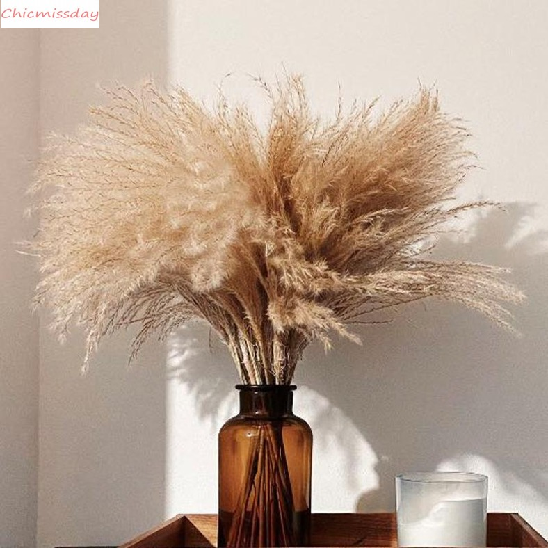 Pampas Grass Thinker Plume 30cm tall wedding decor flower bunch small pampas grass home decor real pampas grass reed natural plant ornaments, Raw color
Pampas Grass Thinker Plume 30cm tall wedding decor flower bunch small pampas grass home decor real pampas grass reed natural plant ornaments, Raw color