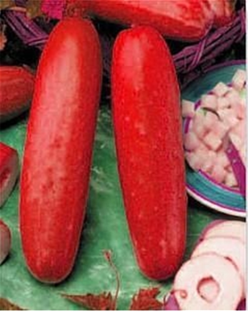 50 Pcs seeds / bag Cucumber Extremely Japanese Variety For Open Soil Growing Plants Vegetables Home Garden Bonsai Plants Flower The Budding Rate 95% Aerobic Potted
50 Pcs seeds / bag Cucumber Extremely Japanese Variety For Open Soil Growing Plants Vegetables Home Garden Bonsai Plants Flower The Budding Rate 95% Aerobic Potted